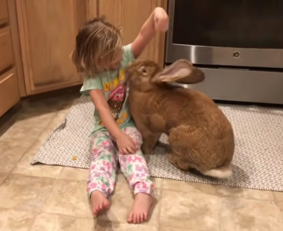 Illustration de l'article : Un lapin de compagnie gigantesque fait presque la même taille que sa soeur humaine de 3 ans !